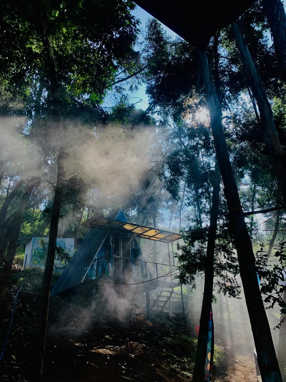 Sunbeams filtering through the trees at Mowgli Camp